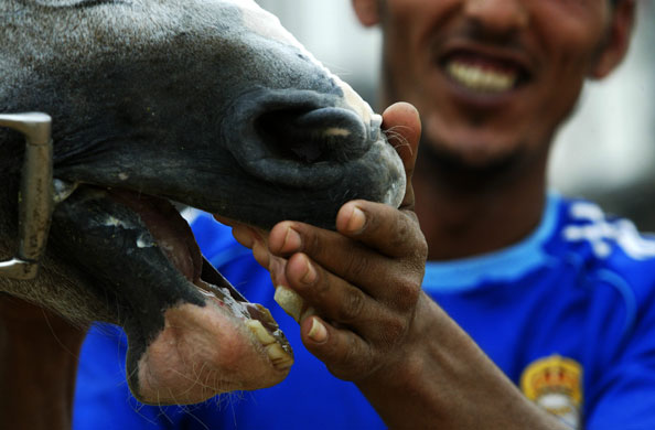 24 hours in pictures: horse racing in baghdad