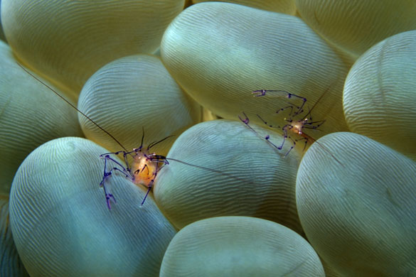 Indonesian coral: Cleaning Shrimp Among Bubble Coral Tentacles