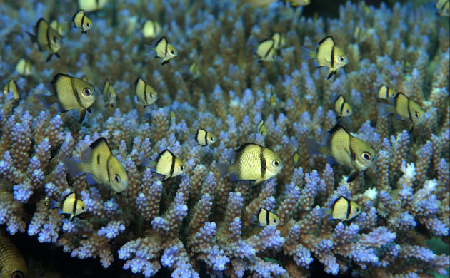 Indonesian coral: Reticulated Dascyllus and Staghorn Coral