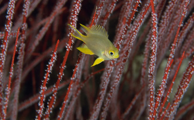 Indonesian coral: Golden Damselfish