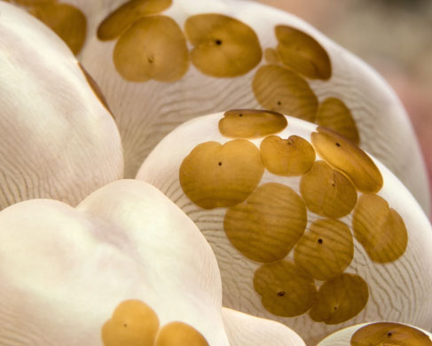 Indonesian coral: Acoel Flatworm on bubble coral