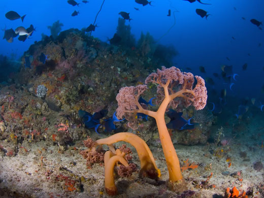 Indonesian coral: Soft Coral in Komodo National Park