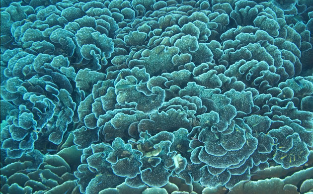 Indonesian coral: Pristine Coral Reef and Coral Formations