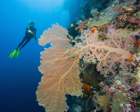 Indonesian coral: Scuba Diver and a Healthy Gorgonian