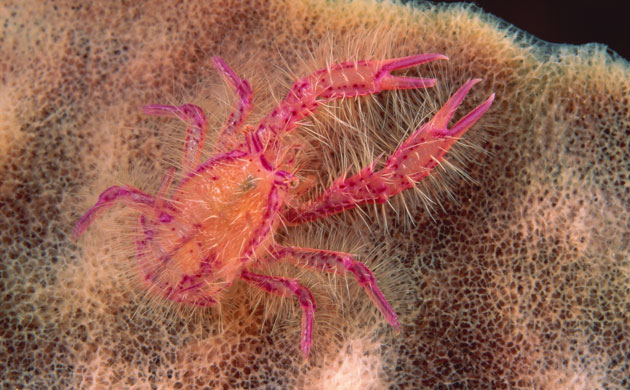 Indonesian coral: Pink squat lobster on coral