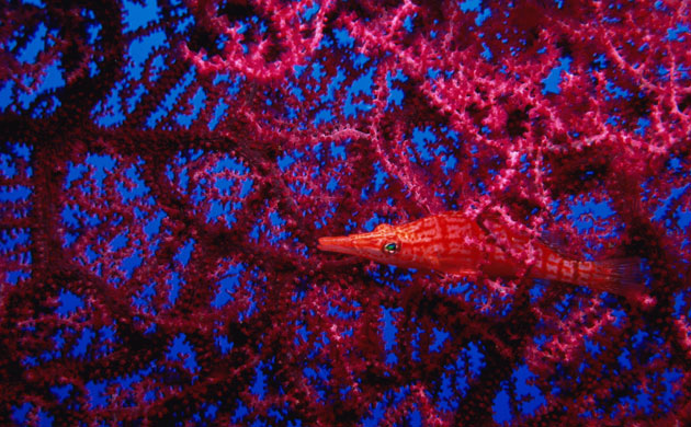 Indonesian coral: Longnose Hawkfish on Giant Gorgonian sea fan,Bali