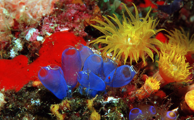 Indonesian coral: Blue Sea Squirt Tunicates and Yellow Cave Coral 