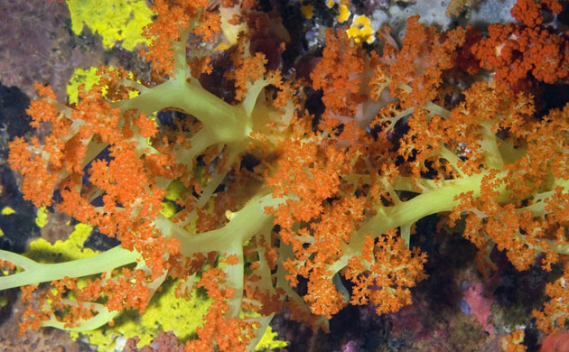 Indonesian coral: Orange Soft Coral and Green Soft Coral, North Sulawesi, Indonesia