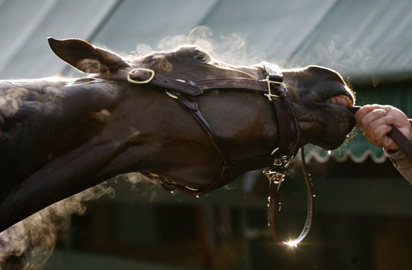 24sport: Preakness hopeful Mine That Bird