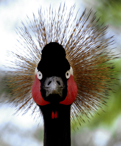 14 May 2009: Dubai, United Arab Emirates: A green peafowl at the zoo