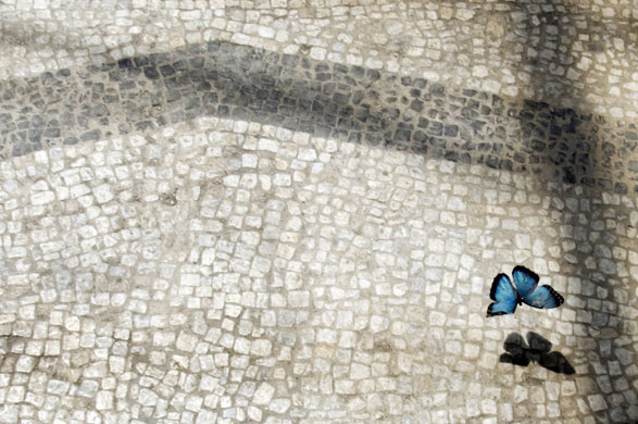 14 May 2009: Rome, Italy: A morpho butterfly