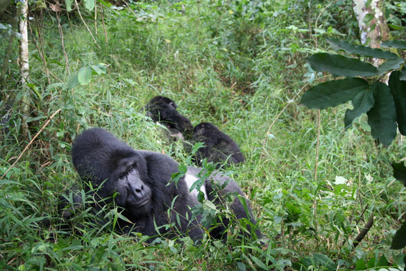 Week in wildlife: Uganda mountain gorillas,  Dr Gladys Kalema-Zikusoka