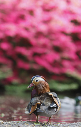 Week in wildlife: A ducks stands by flowering Azaleas and Rhododendron in Richmond Park