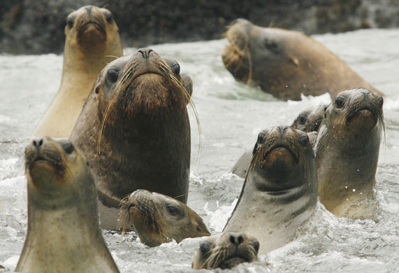 Week in wildlife: Sea lions swim in front of the Palomino islands, Peru