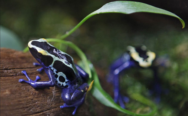 Week in wildlife: Dyeing Poison Dart Frogs 