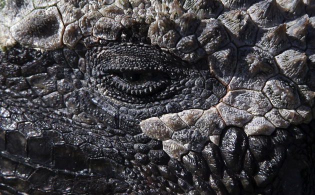 Week in wildlife: An iguana in Puerto Ayora on Santa Cruz Island in the Galapagos, Ecuado