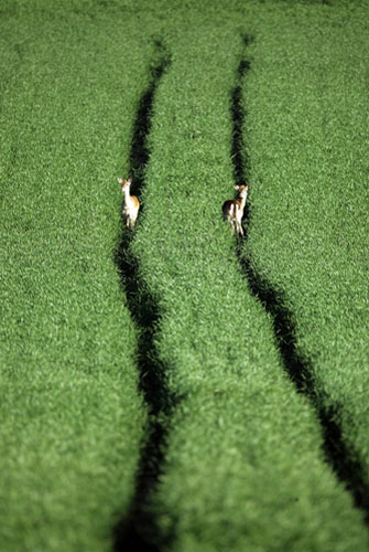 Week in wildlife: Fallow Deer Enjoy The Summer Sunshine in Watlington