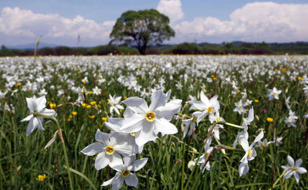 Week in wildlife: Narcissuses in Narcissus Valley in the Carpathian reserve, Ukraine