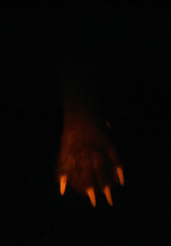 Week in wildlife: Foot of cloned fluorescent dog, Seoul