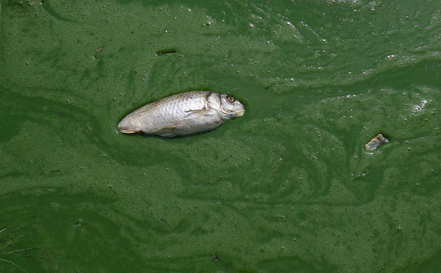 Week in wildlife: Algae-filled Dianchi Lake in Kunming, Yunnan province, China - 12 May 2009