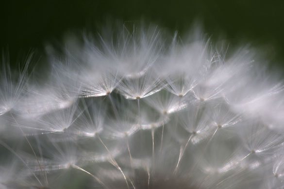 Week in wildlife: The top of a dandelion seed head 