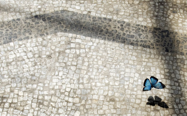 Week in wildlife: Morpho butterfly flies in Galleria Borghese's aviary in Rome