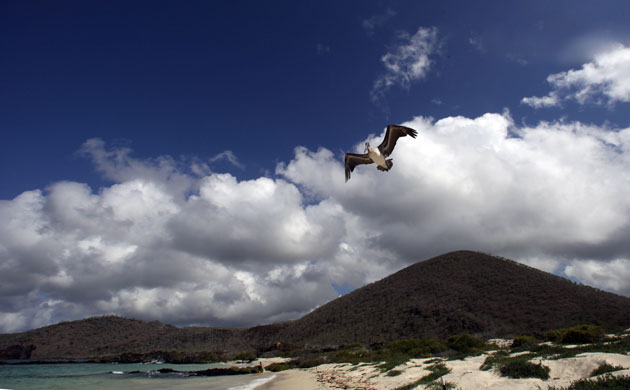 Week in wildlife: An albatross flies over Floreana Island in the Galapagos, Ecuador