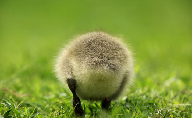 Week in wildlife: A Canada goose gosling 