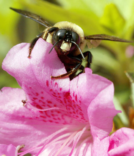 Week in wildlife: Carpenter bee forages for pollen on azalea shrub in Wilmington