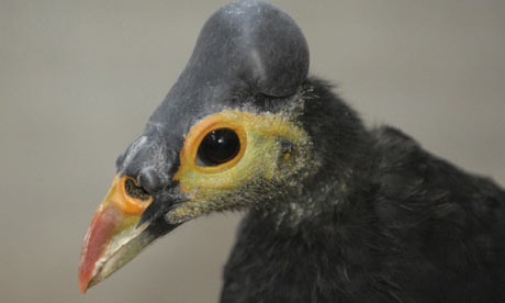 Maleos chicken-sized birds on Sulawesi island in eastern Indonesia
