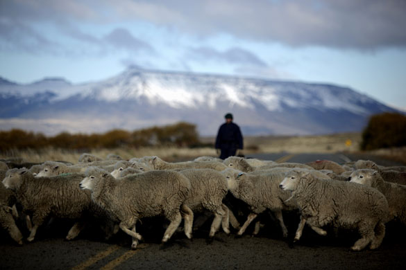 24 hours in pictures : El Calafate, Argentina : A shepherd wathes his sheep cross a road  