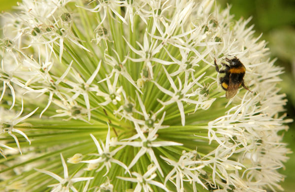 Chelsea Flower Show: A bumble bee is attracted to a flower in the David Harber garden