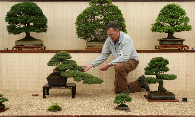 Chelsea Flower Show: Terry Adams checks his Bonsai tress