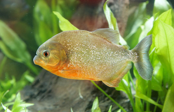 Chelsea Flower Show: Piranha fish swim past underwater plants in the Domoney Ltd exhibit