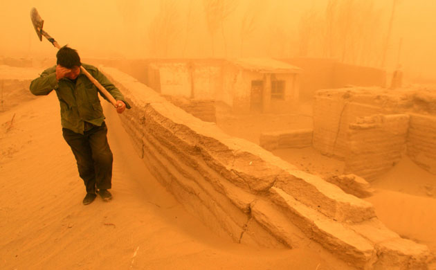 Minqin China: A Chinese farmer walks amid a heavy sand storm