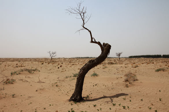 Minqin China: a tree dies in the Tengger desert