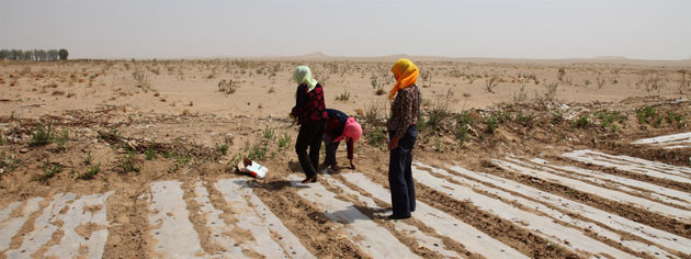 Minqin China: Farmers plant crops on the edge of the desert