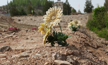 Minqin China: Wild flowers can only been seen in plastic