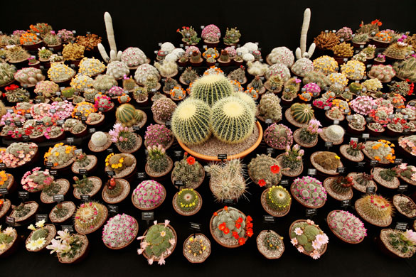 Eyewitness: Cacti at the Chelsea Flower Show