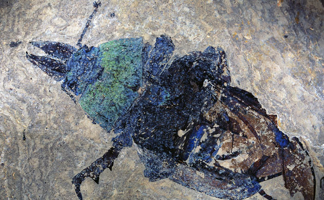 Grube Messel pit: Giant Ant Fossil from Messel Site