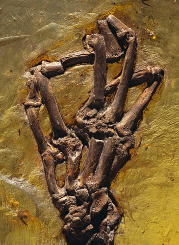 Grube Messel pit: Monkey Hand Fossil