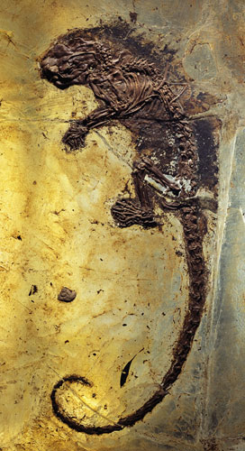 Grube Messel pit: Fossil of Prehistoric Rodent