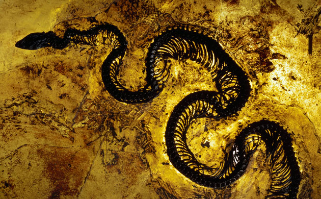 Grube Messel pit: Messel Snake Fossil