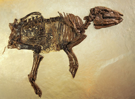 Grube Messel pit: Fossil of Ancient Horse