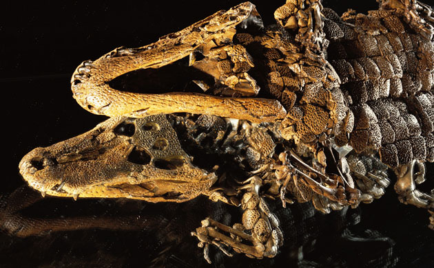 Grube Messel pit: Alligator Fossil Reflected in Mirror