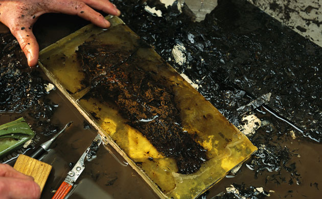 Grube Messel pit: Preparing Fish Fossil for Preservation