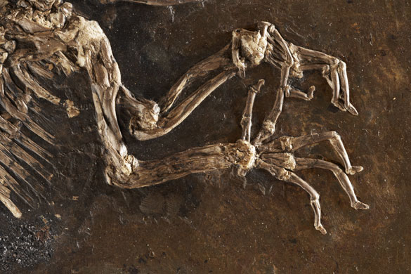Ida missing link fossil: The front claws on Ida one of the most complete primate fossils ever found