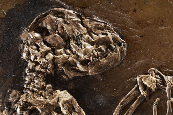 Ida missing link fossil: The skull of Ida one of the most complete primate fossils ever found