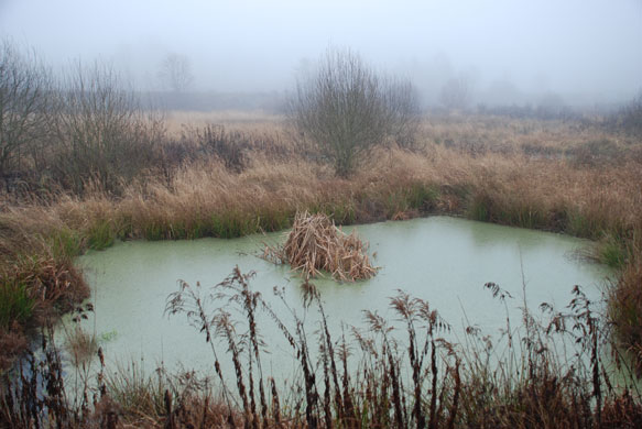 Ida missing link fossil: Messel Pit,near Darmstadt, Germany, where Ida the fossil was discovered.