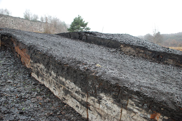 Ida missing link fossil: Messel Pit, a world renowned fossil site near Darmstadt in Germany.